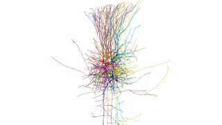 Reconstruction of a local cluster of neurons in the human neocortex (Source: Charité/ Sabine Grosser)
