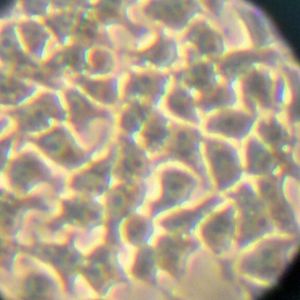 (Bild: Gesellschaft für Lebensmittel-Forschung (GfL))