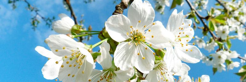 Im April und Mai bietet der TÜV Rheinland fünf Informationstermine zum Siegel „SDC Sustainable Data Center“ an. 