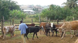 Rinderhaltung in Ghana: Neun von 106 untersuchten Tieren waren mit den neu entdeckten Viren infiziert. (Bild: Robert Wollny/Uni Bonn)