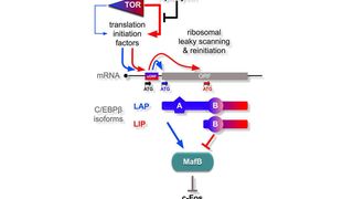 Ein komplexer Mechanismus sorgt für die Balance zwischen Knochenauf- und Knochenabbau. Ist diese Balance gestört, kann Osteoporose entstehen.  (Bild: MDC)