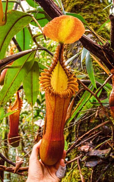Kannenpflanzen der Gattung Nepenthes auf der Insel Borneo (Bild: Antony van der Ent.)
