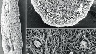 Forscher der Uni Innsbruck konnten erstmals den Klebemechanismus in den Klebeorganen des nur 1,3 Millimeter großen Plattwurms Macrostomum lignano entschlüsseln. (Uni Innsbruck)