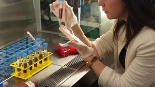 Dagmar Gotthardt und ihre Kollegen haben erstmals gezeigt, dass NK-Zellen einen Faktor produzieren, der das Tumorwachstum begünstigt. (Bild: Petra Kudweis)