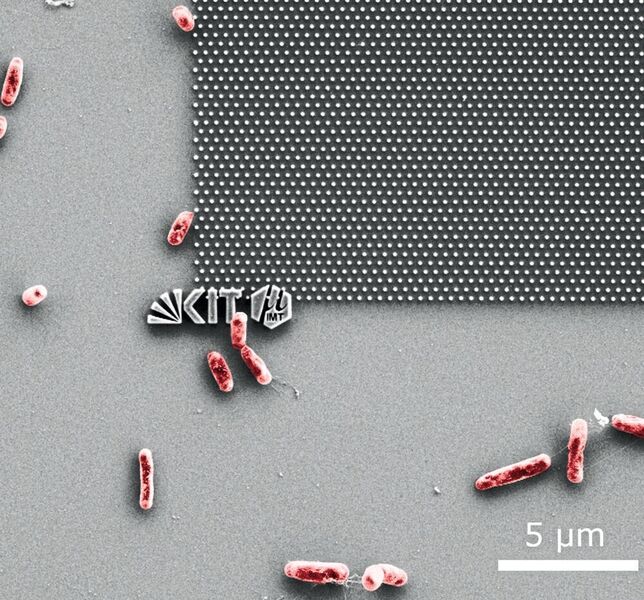 Aufnahme mit dem Rasterelektronenmikroskop: E. coli-Bakterien versuchen an einer nanostrukturierten Modelloberfläche anzudocken.  (Patrick Doll, KIT)