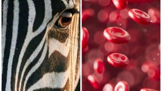 Stripe patterns which appear when red blood cells are separated in a centrifuge are primarily caused by the cells’ own attraction and adhesion to neighbouring cells. (Source: University of Bristol)