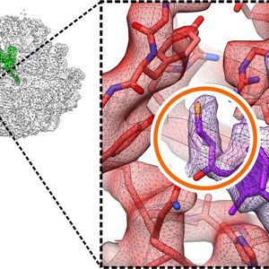 Proteinfertigung mit atomarer Präzision: Die zelluläre Proteinfabrik, das Ribosom (links), baut die lebenswichtige Aminosäure Selenocystein (oranger Kreis) mithilfe des Helferproteins SelB (rot) in Proteine ein.