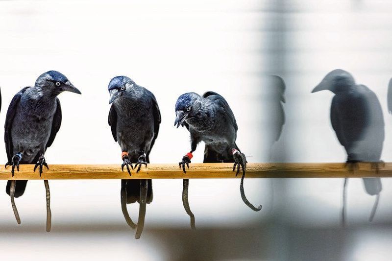 Krähenvögel sind zu erstaunlichen Gedächtnisleistungen imstande. In Verhaltensexperimenten erweisen sich die Vögel jedoch als exzentrische Versuchspartner. (© Damian Gorczany)