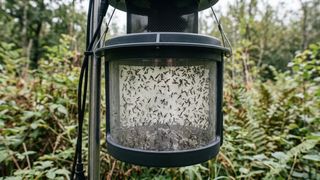 Pułapka na komary w lesie (Bild: RETSCH / KI-generiert)