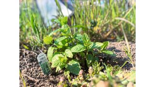 Mit ihren ätherischen Ölen hält die Minze Unkraut fern – das darin enthaltene Menthon könnte Grundlage für umweltfreundliche Bioherbizide sein. (Bild: Jana Müller)