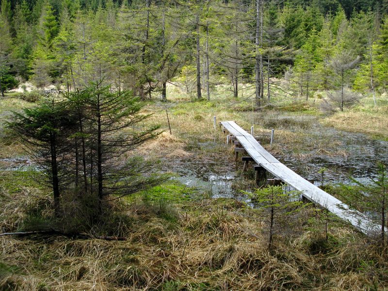 Abb. 1b: ... an einem der Standorte im Blumentopfmoor (rechts) im Oberharz. (Bild: Horiba Jobin Yvon/UFZ)