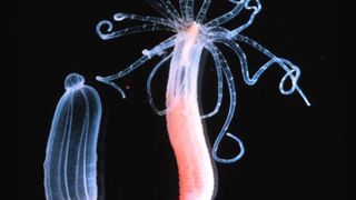 Ausgewachsener Polyp der Seeanemone Nematostella vectensis (Bild: Nature, 2005)