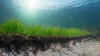 Bei dieser Seegraswiese in der Ostsee handelt es sich nicht um eine Population, sondern um einen Klon. (Bild: Pekka Tuuri)