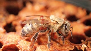 Milbenbefall gefährdet Honigbienen. Die Deutsche Bundesstiftung Umwelt (DBU) fördert die Erforschung einer Bekämpfungsmethode gegen Varroamilben durch das Start-up Interbran Nature und die Landesanstalt für Bienenkunde der Universität Hohenheim.  (Bild: Dr. Bettina Ziegelmann)