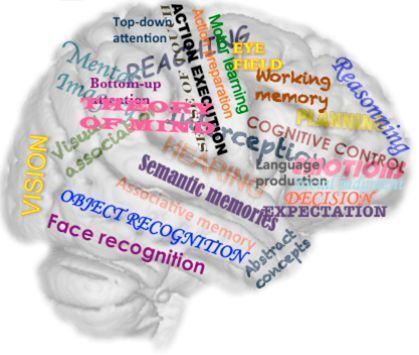 Zahlreiche Verhaltensfunktionen wurden auf das Gehirn abgebildet. (Jubrain / Sarah Genon)