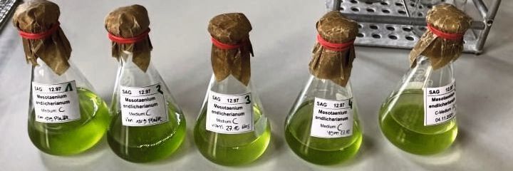 Flüssige Proben von der einzelligen Alge Mesotaenium endlicherianum in einem Laborkolben, die unter sterilen Bedingungen mit frischem Medium kombiniert werden sollen. Flüssige Proben von der einzelligen Alge Mesotaenium endlicherianum in einem Laborkolben, die unter sterilen Bedingungen mit frischem Medium kombiniert werden sollen.