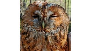 The tawny owl is a nocturnal bird of prey that can be found in woodlands across Europe and western Siberia and their color ranges between pale-grey and darker-brown.  (Source: Charlotte Perrault)
