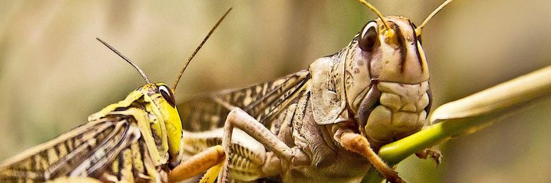 Knusprig gebratene Heuschrecken, die kürzlich in einem Sushi-Restaurant in London serviert wurden, haben die Diskussion über Insekten als ein Bestandteil von Nahrungsmitteln neu entfacht.(Bild:  gemeinfrei /  Pixabay)