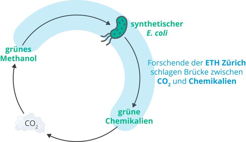 Ein Kreislauf für die Herstellung erneuerbarer Chemikalien wie etwa Kunststoffe durch Methanol verwertende Bakterien. (Bild: ETH Zürich)