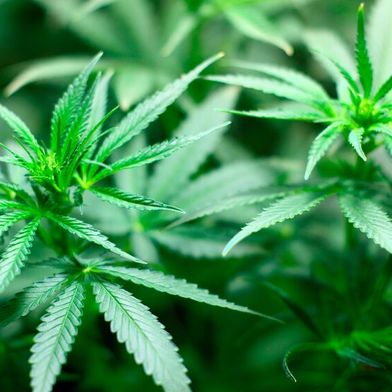 Findings suggest cannabis-related sleep disruptions may go unnoticed by users themselves (Source: free licensed)