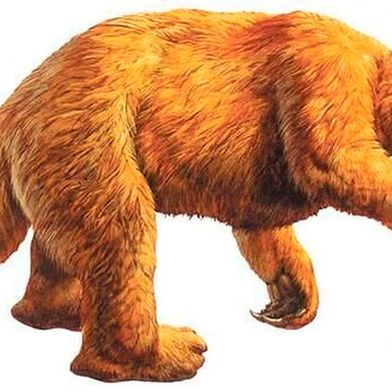 Ground sloths, which could reach the size of small elephants, originated in South America and spread into North America via the Panamanian land bridge. (Source: Natural History Museum of Los Angeles County)