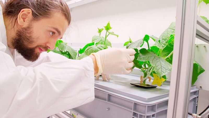 Wissenschaftler inspiziert die Pflanzen im Eden ISS Gewächshaus.  (EDEN ISS / CC BY 3.0)