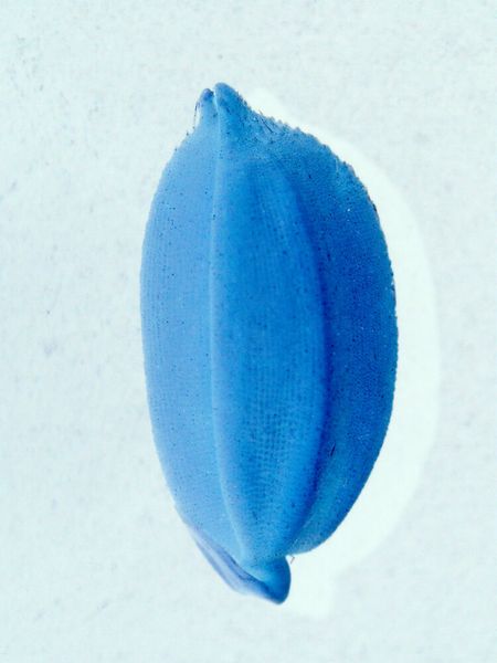 The TU Graz team, together with experts from China and Japan, studied the microbiome of rice seeds from different regions. Pictured: a rice seed. (Mengcen Wang)