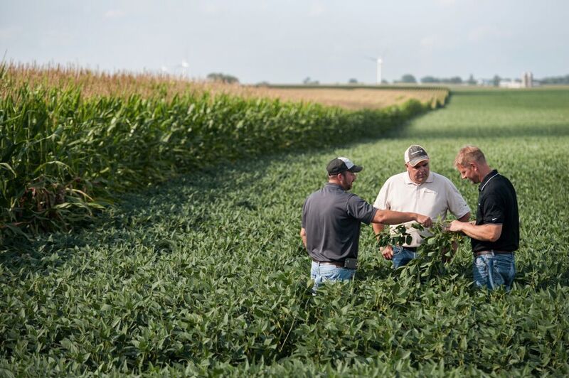 Grower and sales reps in the soybean field next to the corn field.  (Business Wire)