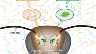 Pflanzliche Düfte bewirken unterschiedliche Aktivierungsmuster im Antennallobus von weiblichen Tabakschwärmern, dem Riechhirn von Insekten. Dabei kann durch die Reizung bestimmter Untereinheiten im Antennallobus (Glomeruli) unterschiedliches Verhalten ausgelöst werden (orange: Futtersuche, grün: Eiablage). (MPI f. chemisch Ökologie/ Sonja Bisch-Knaden)