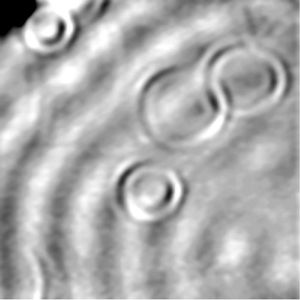 Auf einer Kupferoberfläche erkennt ein Rastertunnelmikroskop ringförmige Strukturen (Bildausschnitt ca. 9 x 9 Nanometer). Die Unebenheiten in der Elektronenverteilung werden durch sehr tief liegende Kobaltatome verursacht. 
