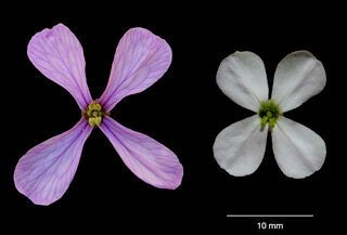 The flower produced by Moricandia arvensis in Spring vs. in Summer. (Universidad de Granada)