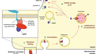 Abb.1: Wirkmechanismus von Botulinum Neurotoxin am Motoneuron (verändert nach Lalli et al. 2003 [8]). (Bild: ETH Zürich)