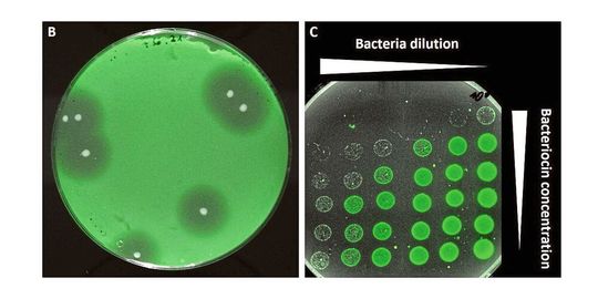 (B) Rund um die weißen Kolonien eines Bacteriocin-Produzenten sind deutlich die Hemmhöfe im Rasen der fluoreszenten Sensorbakterien zu sehen. (C) In Abhängigkeit zur Verdünnung (von rechts nach links zunehmend) und der Bacteriocin-Konzentration (von unten nach oben zunehmend) wird das Wachstum der Sensorbakterien gehemmt.(Bild:  Christian Riedel / Uni Ulm)