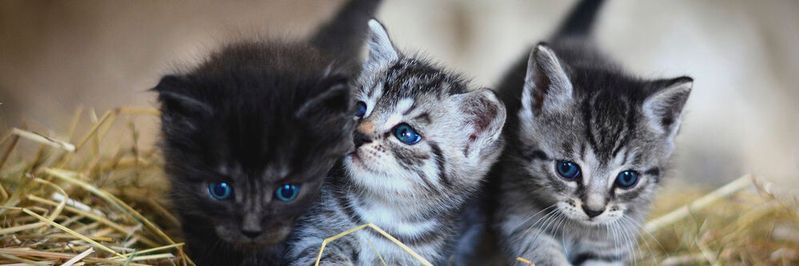 Handelt es sich beim Unternehmen weder um eine Tierhandlung noch um ein auf Vierbeiner spezialisiertes Fotostudio, haben Katzenbilder nichts in den Speichersystemen verloren.(Bild:  frei lizenziert /  Pixabay)