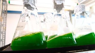 Es wird untersucht, wie sich Algenbiomasse vollständig in grünes Biogas umwandeln und die Gärreste anschließend als hochwertiger Dünger nutzen lassen. (Bild: Cebitec)