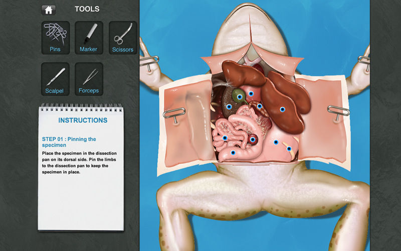 Mit der iPad-App Frog Dissection kann ein Frosch virtuell seziert werden. Die Software hat einen Preis für 