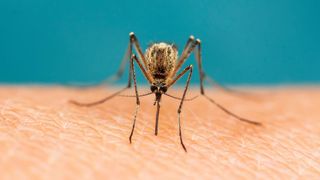 Malaria war auf Sardinien bereits zu Zeiten der Römer verbreitet und nicht erst im Mittelalter(im Bild: Malariaüberträger Mosquito).  (©nataba - stock.adobe.com)