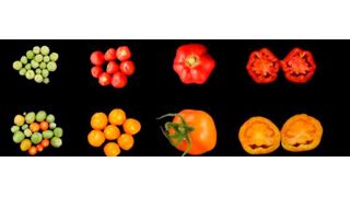 A team of KAUST plant scientists introduced a single gene of the carotenoid pathway into tomatoes, leading to an increase in crop yield, nutritional value and stress tolerance (wild type tomatoes on the top, tomatoes expressing LCYB on the bottom). (Juan C. Moreno)