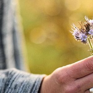 Könker hat mit der Phacelia ein vielversprechendes Vehikel für den schädlingsbekämpfenden Pilz Pochonia chlamydosporia gefunden. Die als Büschelschön oder Bienenfreund bekannte Pflanze bietet in der Landwirtschaft zahlreiche Vorteile , etwa die Förderung von Bodennährstoffen und die Kompatibilität mit anderen Pflanzen.(Bild:  Patrick Pollmeier/HSBI)
