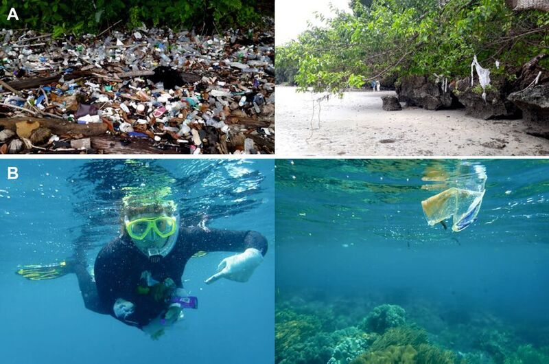 Abb. 1: Plastikverschmutzung im Meer vor Nord-Sulawesi (Indonesien). (A) Müll wird am Strand von Bunaken Island (links) angespült und bleibt bei Hochwasser in den Mangroven hängen (rechts). (B) In kürzester Zeit lassen sich schnorchelnd Unmengen an Plastik einsammeln (links, Foto: Stefanie Ries), die vor der Küste im Ozean schwimmen (rechts). (LMU München)