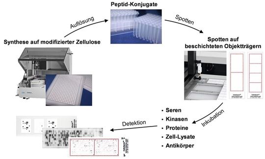 Abb.1: Ablauf einer Analyse samt Probenvorbereitung: Zu Beginn werden die Cellu Spots hergestellt (l.). Die aufgelösten Discs (o.) werden als Peptid-Konjugate auf die Objektträger gespottet (r.), inkubiert und schließlich zur Detektion gegeben (u.). Abb.1: Ablauf einer Analyse samt Probenvorbereitung: Zu Beginn werden die Cellu Spots hergestellt (l.). Die aufgelösten Discs (o.) werden als Peptid-Konjugate auf die Objektträger gespottet (r.), inkubiert und schließlich zur Detektion gegeben (u.).