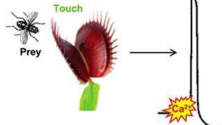 Eine Stimulation der Venusfliegenfalle durch Berührungen löst elektrische Signale und Kalziumwellen aus. Die Kalziumsignatur wird decodiert; das führt zum schnellen Zuschnappen der Falle. Die DYSC-Mutante hat die Fähigkeit verloren, die Kalziumsignatur korrekt auszulesen.  (Bild: Ines Kreuzer / Universität Würzburg)
