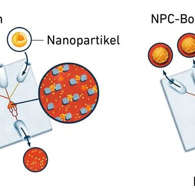 Die grafische Darstellung veranschaulicht die Herstellung von Mikrorobotern auf dem Lab-on-Chip (LoC). Im Zentrum befindet sich ein Reservoir, in dem die Zellen eingefangen werden. Anschließend werden die Nanopartikel injiziert. Nach etwa 30 Minuten verbinden sich beide Komponenten zu einem NPC-Bot. (Bild: ETH Zürich)
