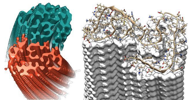 Querschnitt durch die Fibrille, in dem die stufenweise überlappende Anordnung der Aβ-Proteine deutlich wird. ((c) Forschungszentrum Jülich / HHU Düsseldorf / Gunnar Schröder)