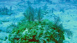 Hornkorallen der Art Antillogorgia elisabethae (Bild: Prof. Dr. Thomas Brueck / TUM)