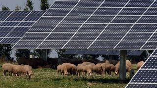 Innovative Solarstrom-Gewinnung in China: oben Solarpanele, unten Schafe oder Salzgewinnung und Shrimp-Farm. (Bild: Mario Hoesel - stock.adobe.com)