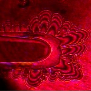 (Maddalena Bayer-Giraldi)