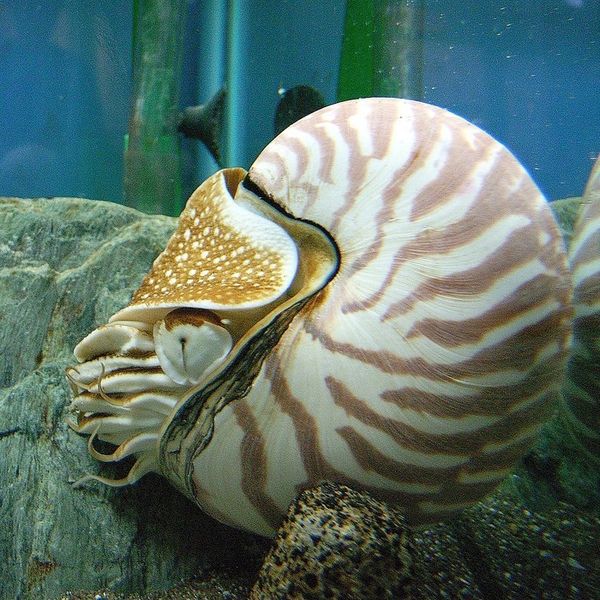 Nautilus, auch als „lebendes Fossil“ bezeichnet, ist der letzte noch lebende Vertreter der Gruppe der Nautiliden, die erstmals vor 520 Millionen Jahren auftraten. (Bild: Daiju Azuma)