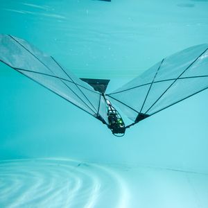 In Versuchen im Wassertank und im Genfersee identifizierten die Ingenieure Kombinationen aus Flügelgröße, Schlagfrequenz und Heckwinkel, die einen nahtlosen Übergang vom Schwimmen unter Wasser über das Durchbrechen der Oberfläche bis hin zum Flug ermöglichen.(Bild:  Raphael Zufferey and Victor Pennacino)