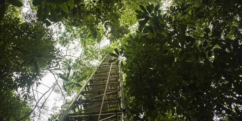 Ein 80 Meter hoher Messturm nahe der Forschungsstation ATTO im brasilianischen Regenwald, 150 Kilometer nordöstlich von Manaus. In 23 Metern Höhe, direkt über dem Kronendach, entnahm das Forschungsteam alle eineinhalb bis drei Stunden Luftproben.(Bild:  © Dom Jack, Max-Planck-Institut für Chemie)